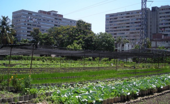 Agricultura Urbana Habana 2011 107 580x355