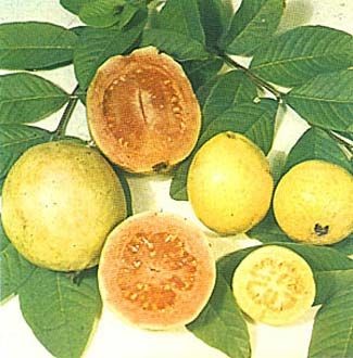 Guayaba.jpg