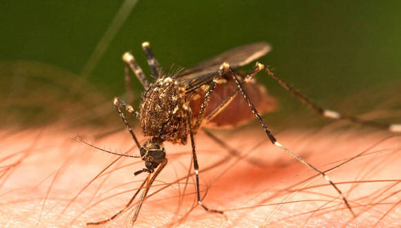 Mosquito Cuba Dengue1